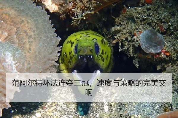 fan-a-er-te-huan-fa-lian-duo-san-guan-su-du-yu-ce-lve-de-wan-mei-jiao-xiang-2-369.jpg